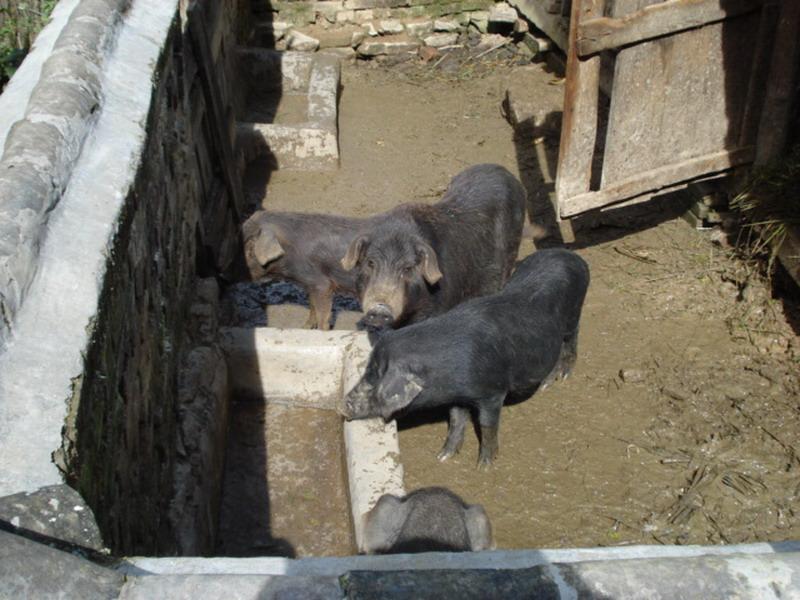 大倉自然村-生豬養殖