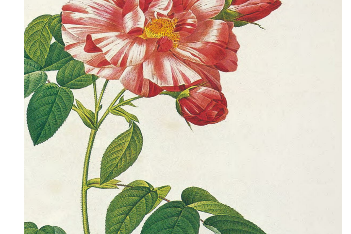 五彩繽紛(薔薇) 五彩繽紛(薔薇)