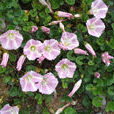 濱旋花(濱旋花) 濱旋花(濱旋花)