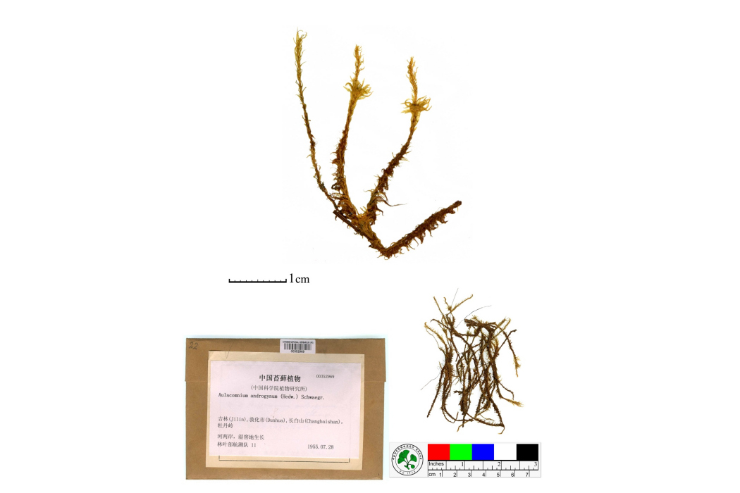 沼澤皺蒴蘚 沼澤皺蒴蘚