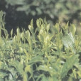 湄潭苔茶 湄潭苔茶