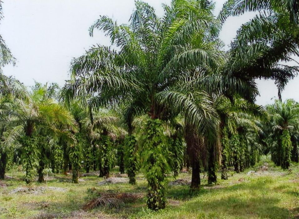 棕櫚木