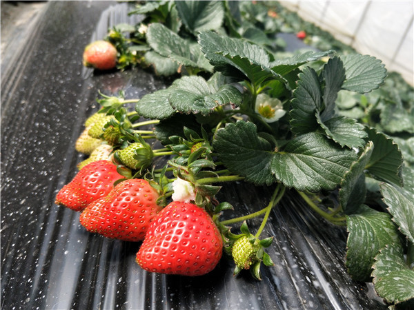 久巴村溫室大棚的草莓
