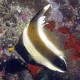 羽毛關刀魚 羽毛關刀魚