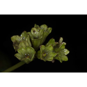 Cremosperma castroanum