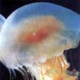 黃斑海蜇 黃斑海蜇