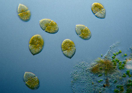 多甲藻屬物種之一：多甲藻