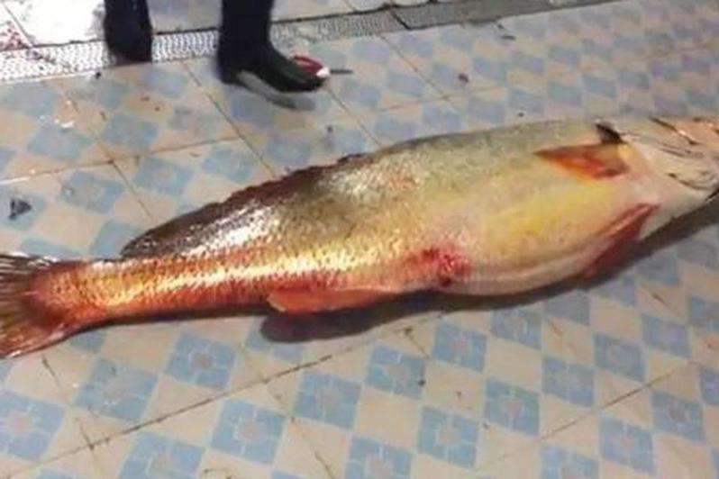 袋唇魚屬 袋唇魚屬