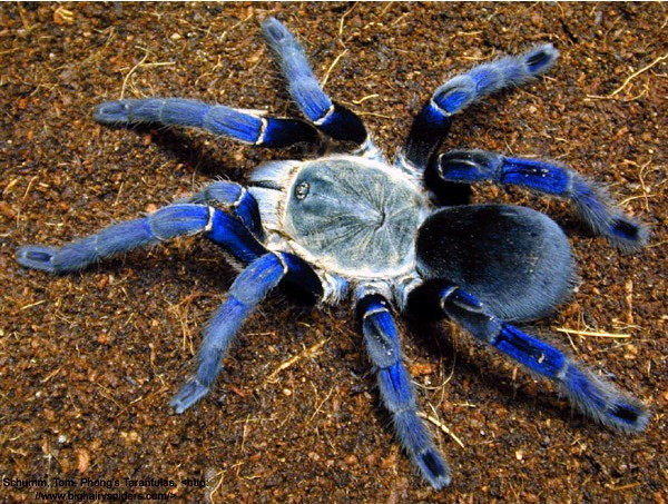 金屬藍蛛