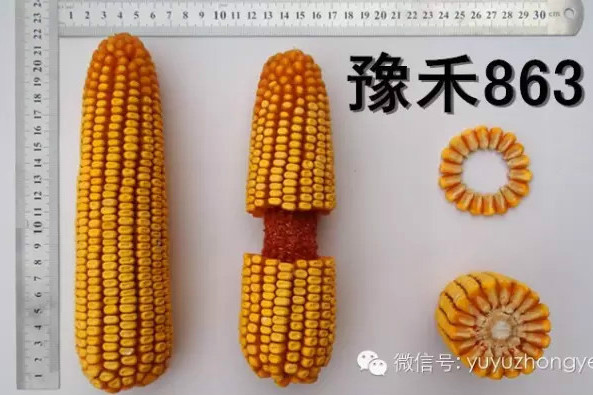 豫禾863 豫禾863