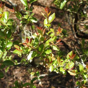 Schinus myrtifolia