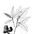 薄葉柯 薄葉柯