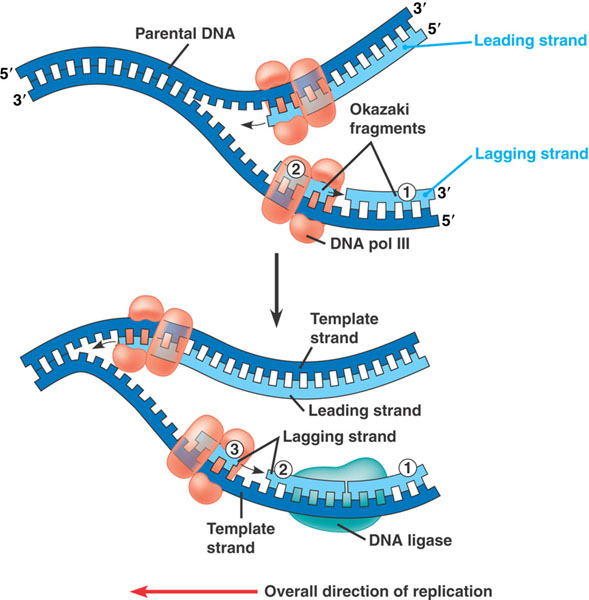 引物RNA