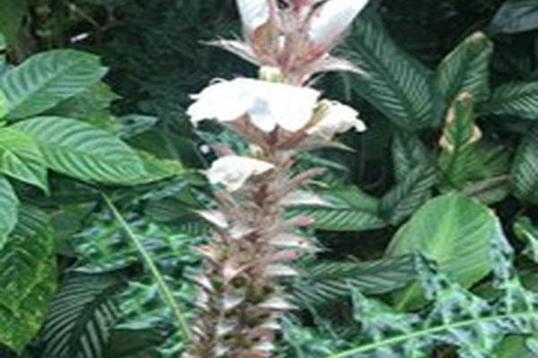Acanthus montanus Acanthus montanus