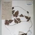 馬腸薯蕷(野山薯) 馬腸薯蕷(野山薯)