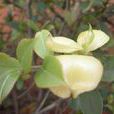茶耳 茶耳