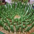 九頭龍(大戟科大戟屬植物) 九頭龍(大戟科大戟屬植物)