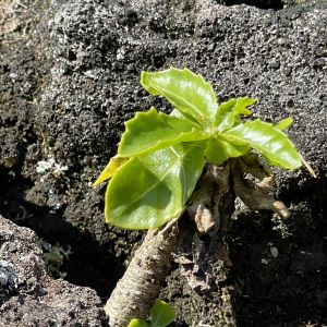 Sinapidendron gymnocalyx