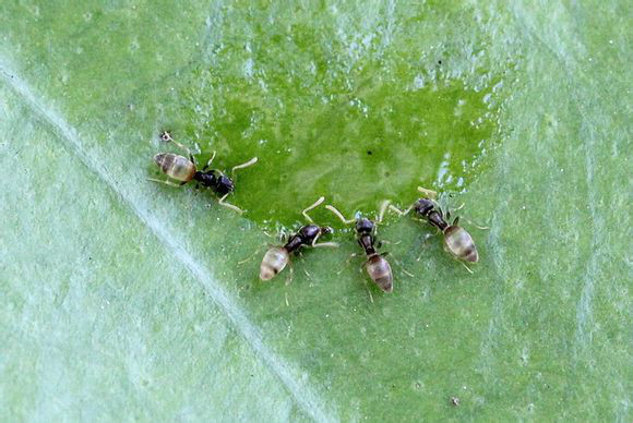 黑頭酸臭蟻（Tapinomamelanocephalum）的工蟻正在取食