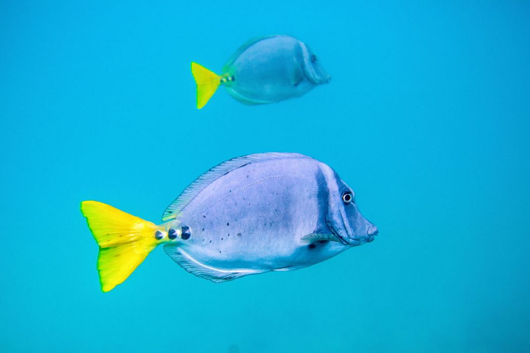 黃尾刺尾魚 黃尾刺尾魚