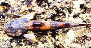 攀岩魚