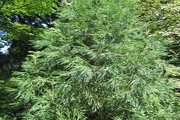 Cryptomeria japonica \x27Yoshino\x27