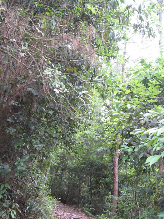 羅山嶺古道 羅山嶺古道