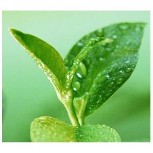 茶單寧 茶單寧