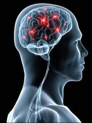 示意圖顯示電刺激導致大腦皮層的激活