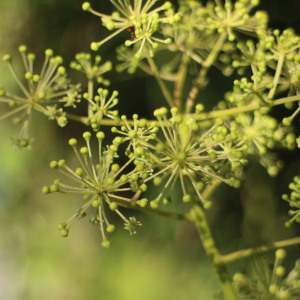 Aralia cordata