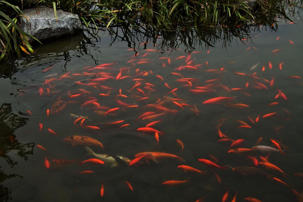 龍池金魚 龍池金魚