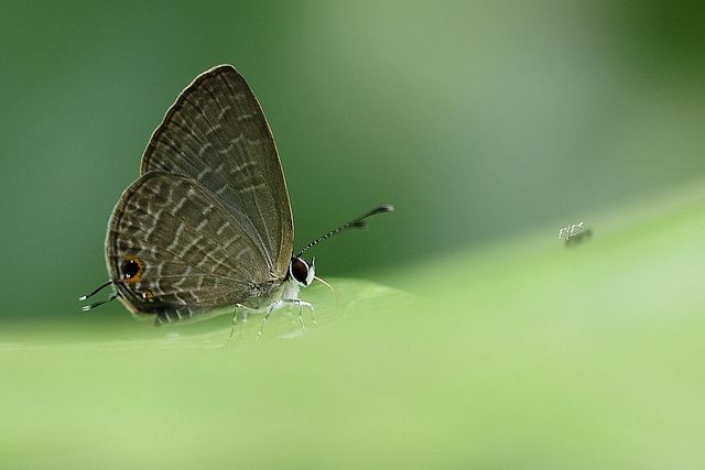 藤灰蝶屬 藤灰蝶屬