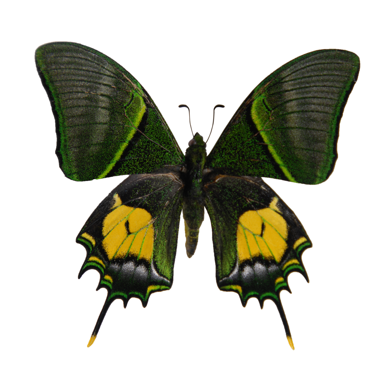 金斑喙鳳蝶標本