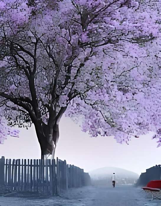 一世年華 一世年華