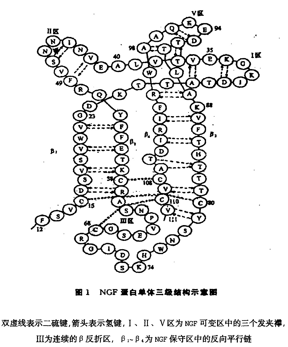 眼鏡蛇毒NGF蛋白單體三級結構