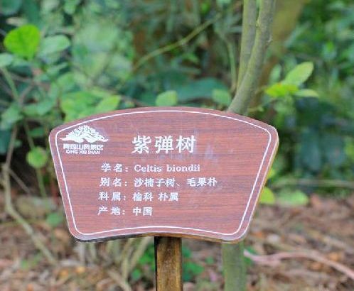 紫彈朴JS 紫彈朴JS