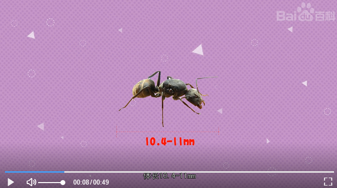秒懂百科中錯誤的配圖，實際上巴瑞弓背蟻的蟻后體長有15mm左右