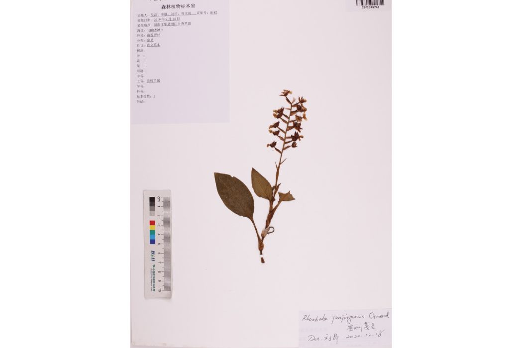 貴州菱蘭 貴州菱蘭