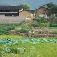 上仁和村 上仁和村