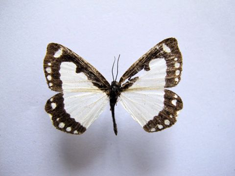 蛺蛾科 蛺蛾科