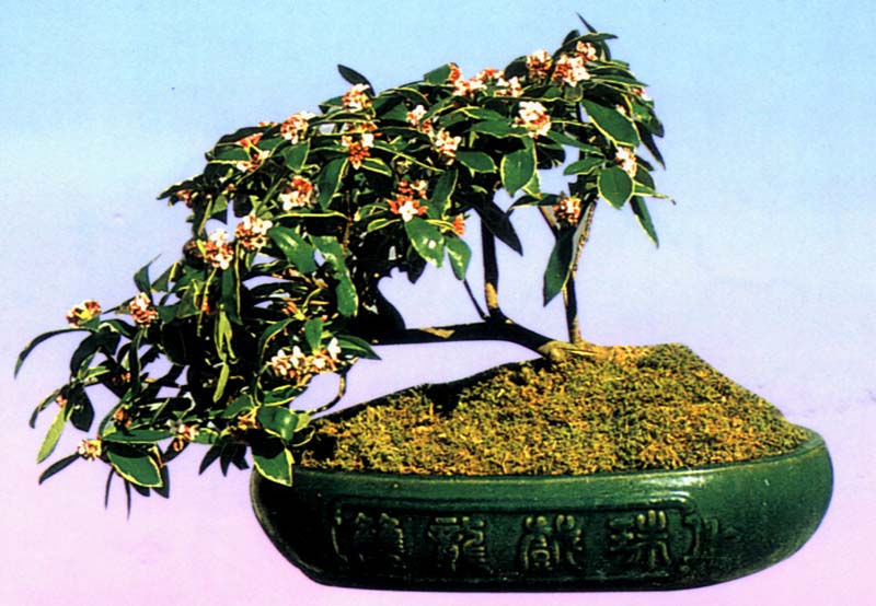 蓬萊花(瑞香科瑞香屬植物)