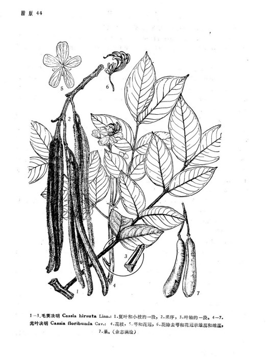 毛莢決明(豆科決明屬植物) 毛莢決明(豆科決明屬植物)