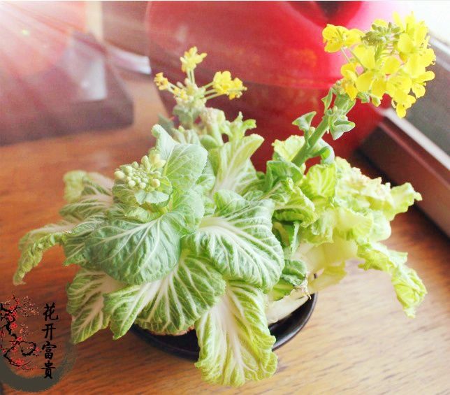 白菜盆栽 白菜盆栽