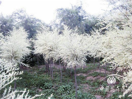 冀榆1號 冀榆1號