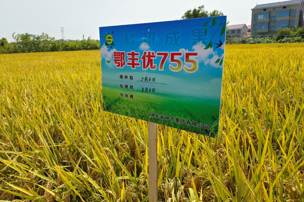 鄂豐優755 鄂豐優755