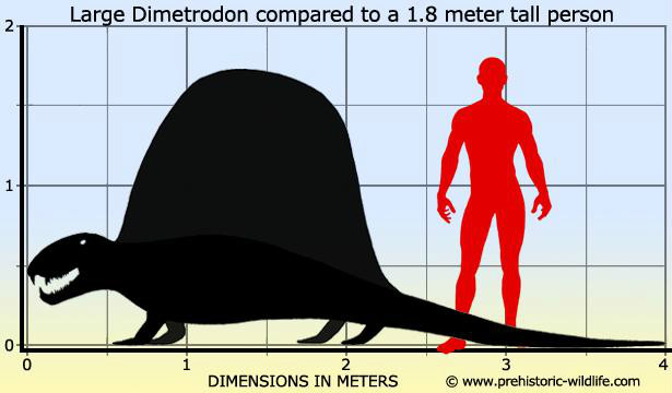 異齒龍屬與人類的體型尺寸比較