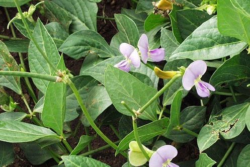 小花豇豆 小花豇豆