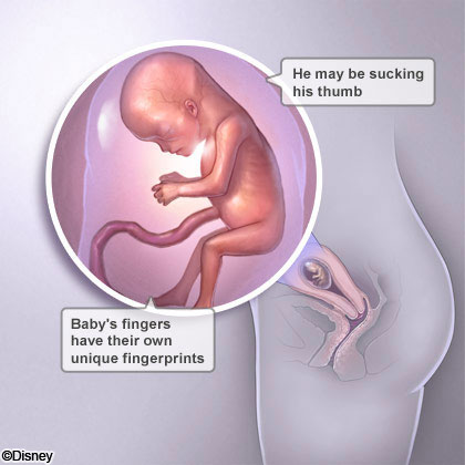 胎兒發育及其生理特徵