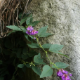 歪頭菜(兩葉豆苗) 歪頭菜(兩葉豆苗)