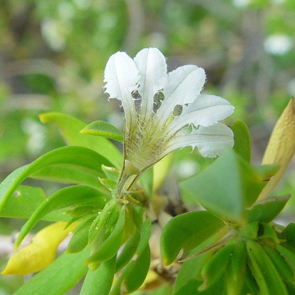 Scaevola kallophylla
